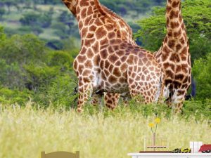 Giraffes 6' x 8' (1,83m x 2,44m)