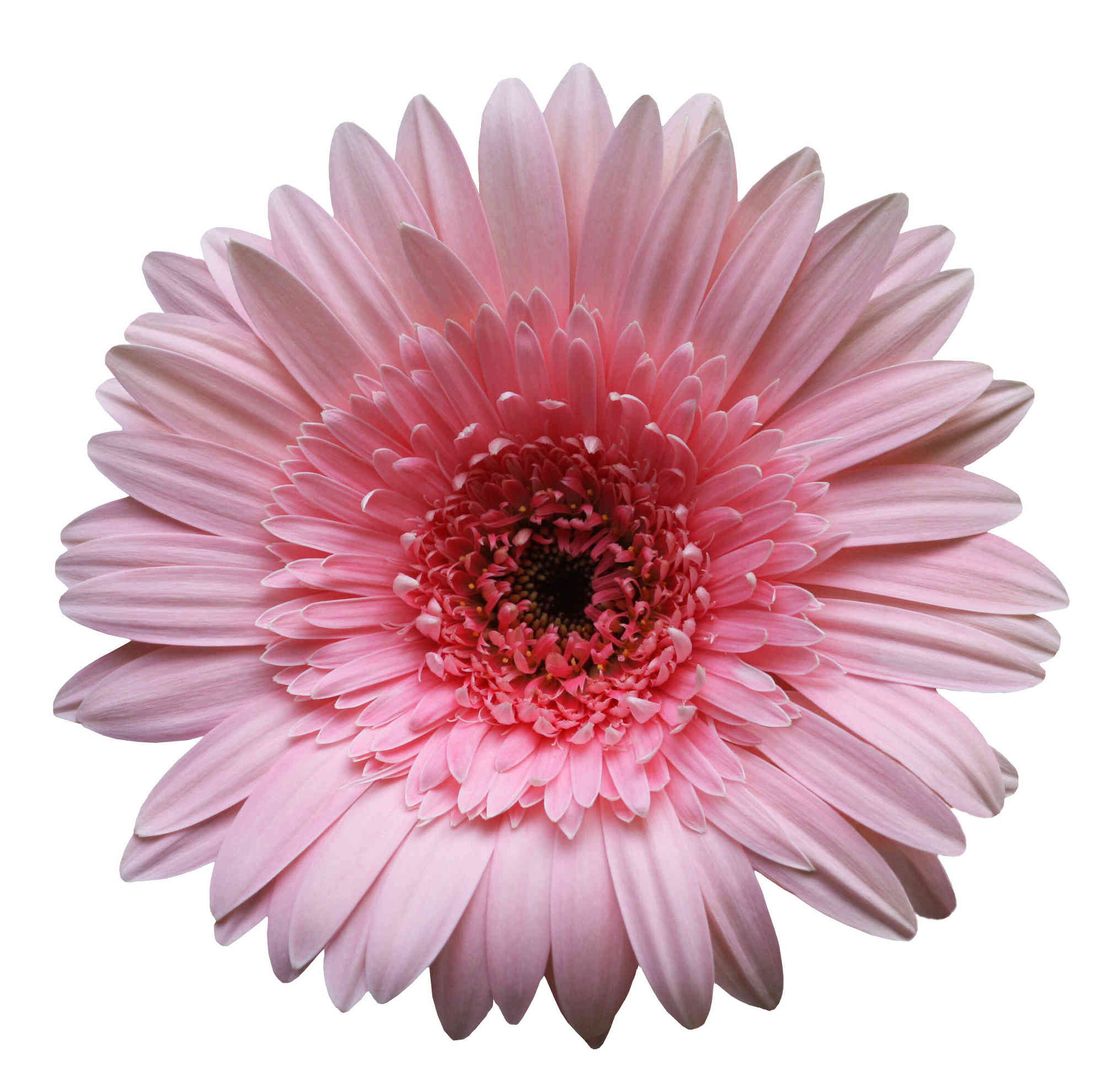Papier peint original Fleur de gerbera rouge - Autres fleurs - Fleurs