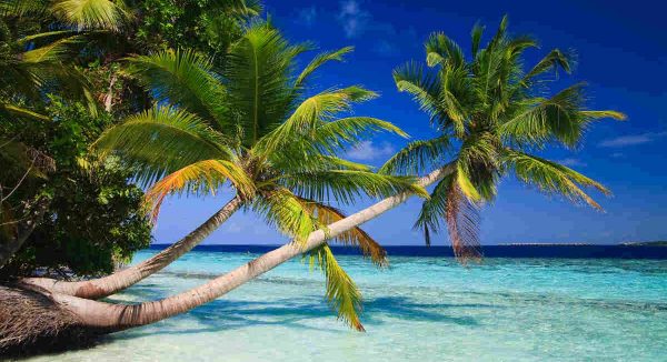Palm Trees in Maldives Island Custom Mural 4,3m wide by 2,4m high