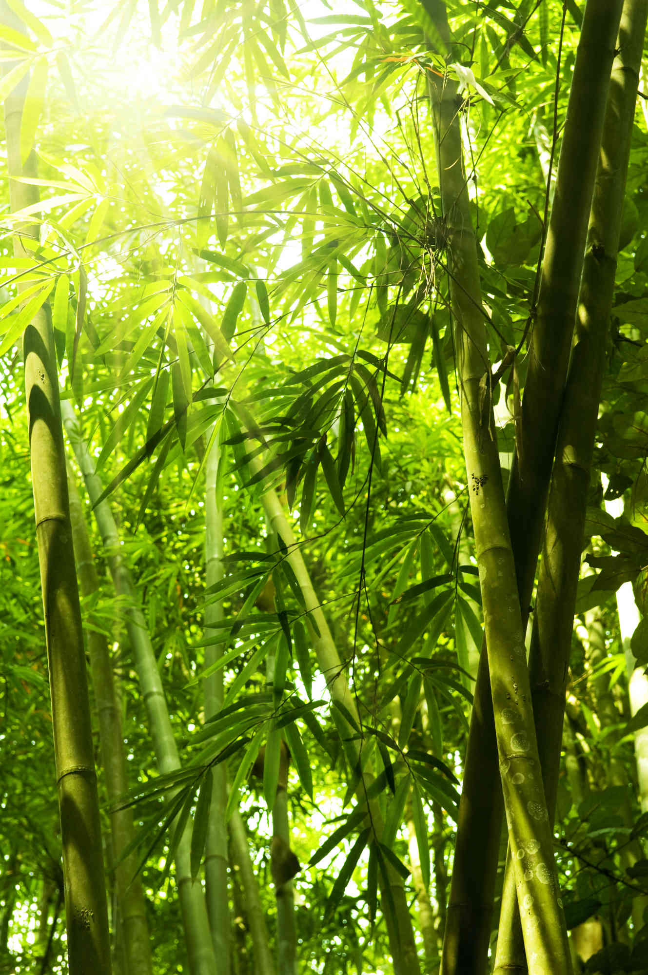 Wallpaper Mural Bamboo Leaves | Muralunique