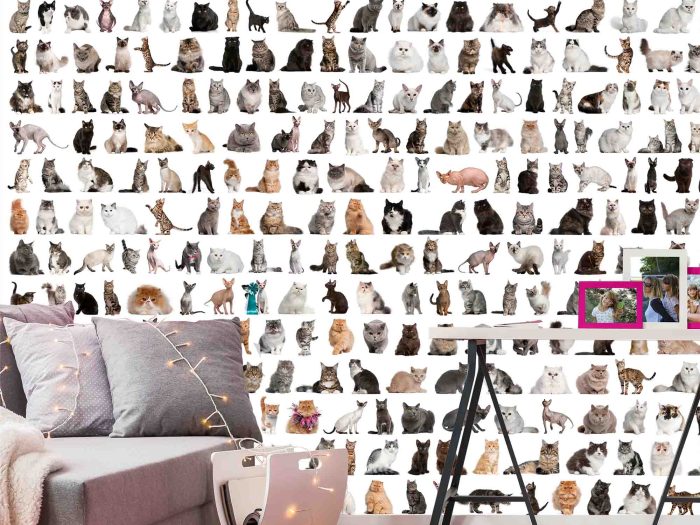 Cats 7.5' x 8' (2,29m x 2,44m)