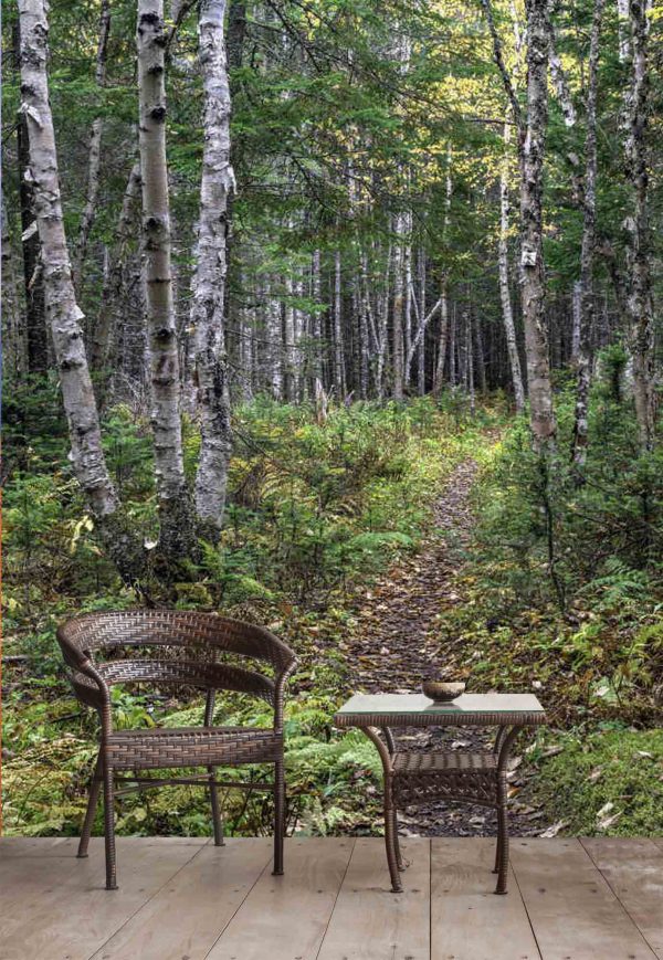 Path in a Birch Tree Forest 6' x 8' (1,83m x 2,44m)