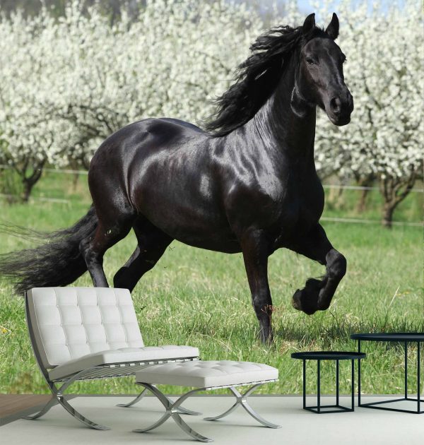 Black Stallion 9' x 9' (2,75m x 2,75m)