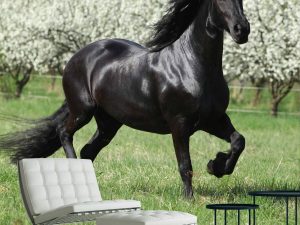 Black Stallion 9' x 9' (2,75m x 2,75m)