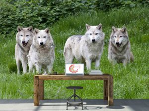 Pack of Grey Wolves 13.5' x 8' (4,11m x 2,44m)