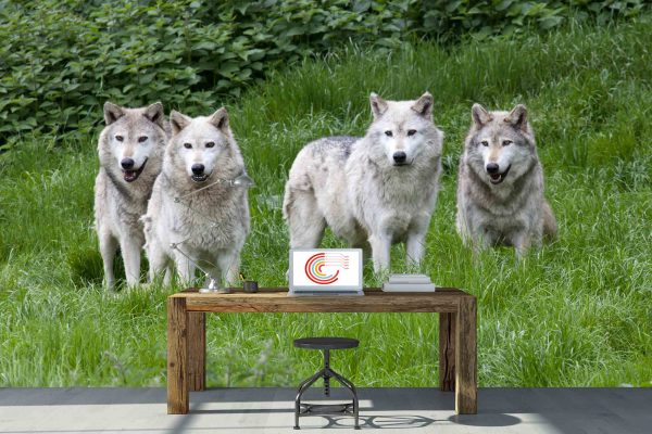 Pack of Grey Wolves 13.5' x 8' (4,11m x 2,44m)