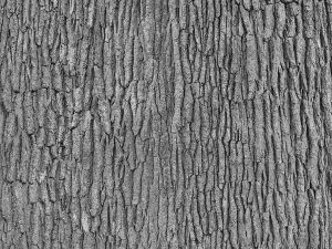 Grey Tree Bark 6' x 8' (1,83m x 2,44m)