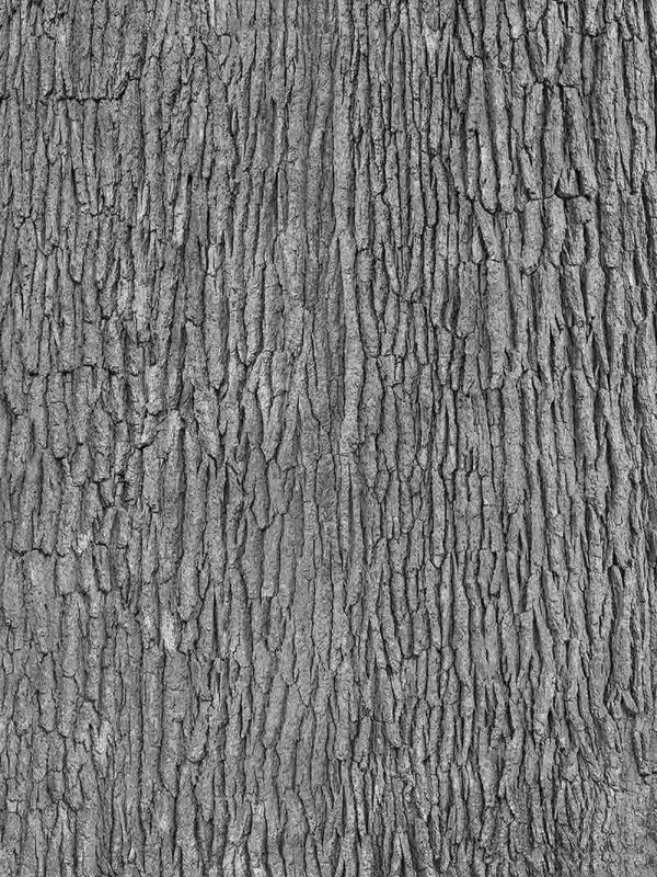 Grey Tree Bark 6' x 8' (1,83m x 2,44m)