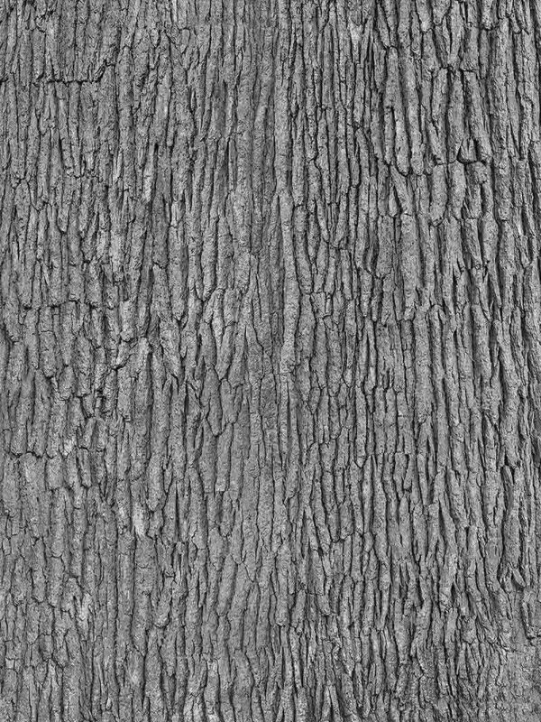 Grey Tree Bark 6' x 8' (1,83m x 2,44m)