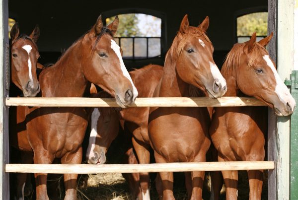 Purebreed Anglo-Arab Horses 12' x 8' (3,66m x 2,44m)