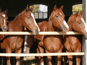 Purebreed Anglo-Arab Horses 12' x 8' (3,66m x 2,44m)