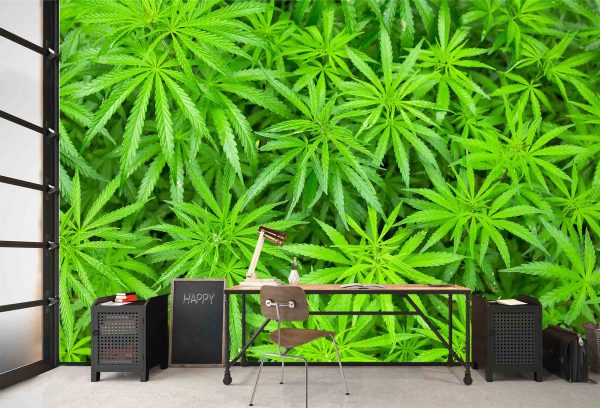 Cannabis 12' x 8' (3,66m x 2,44m)