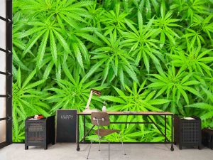 Cannabis 12' x 8' (3,66m x 2,44m)