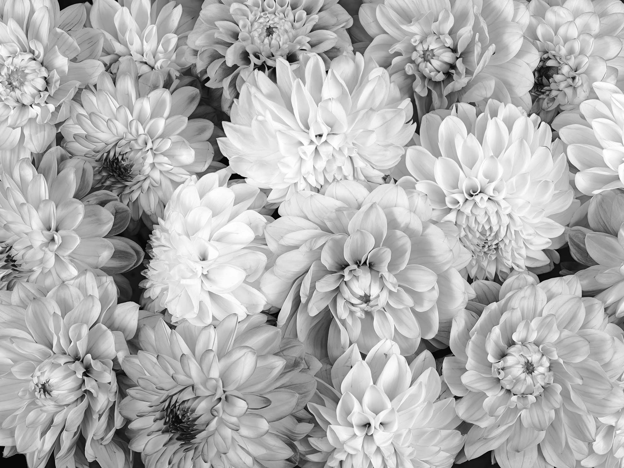 Dahlia Flowers (Black and White)
