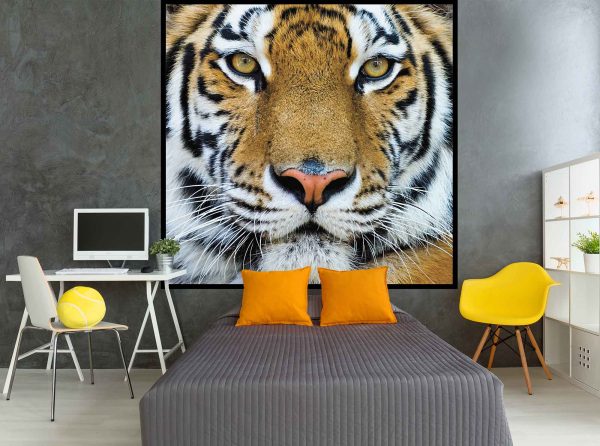 Bengal Tiger 6' x 6' (1,83m x 1,83m)