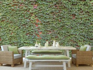 Ivy on Brick Wall 15' x 8' (4,57m x 2,44m)