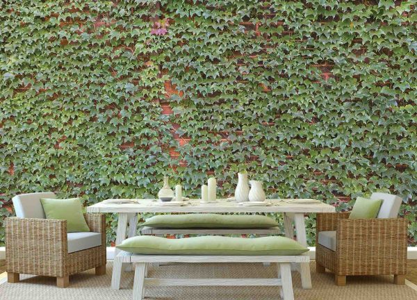 Ivy on Brick Wall 15' x 8' (4,57m x 2,44m)