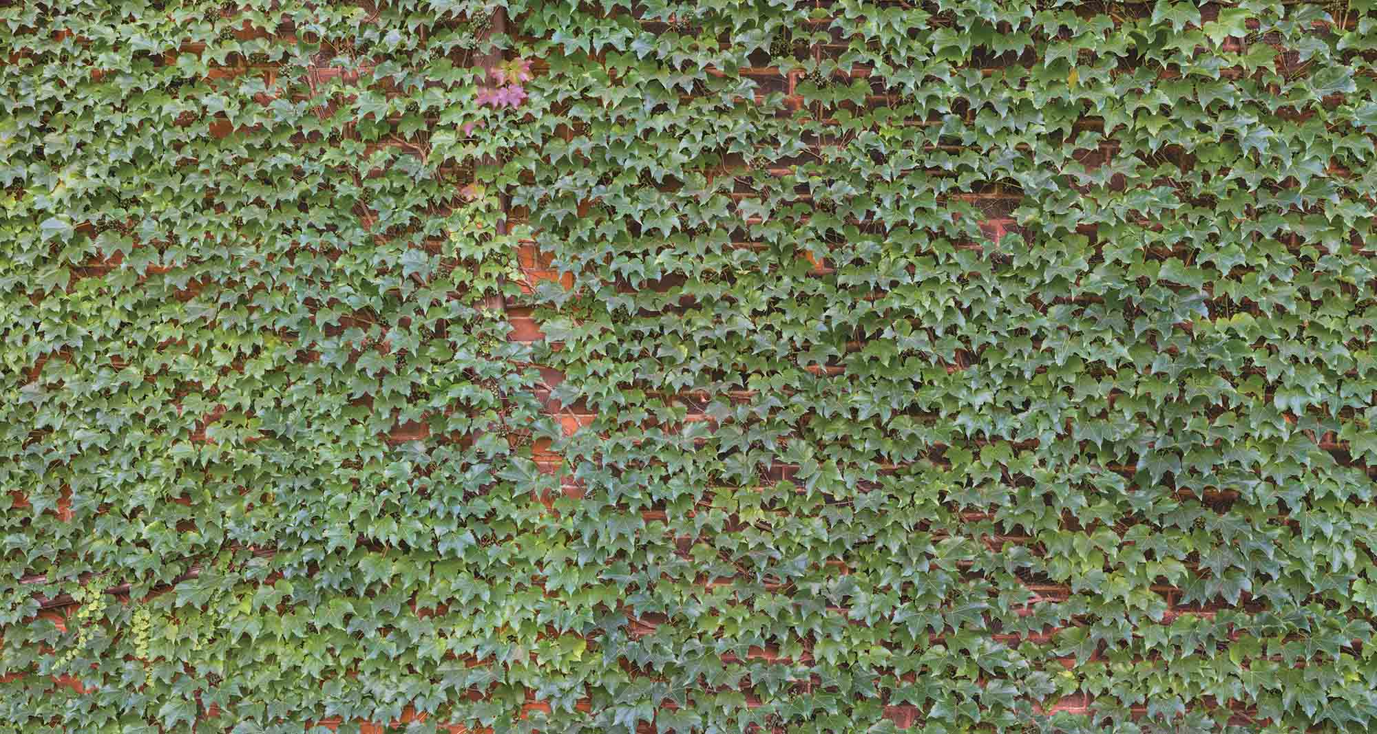 Wallpaper Mural Ivy on Brick Wall Muralunique