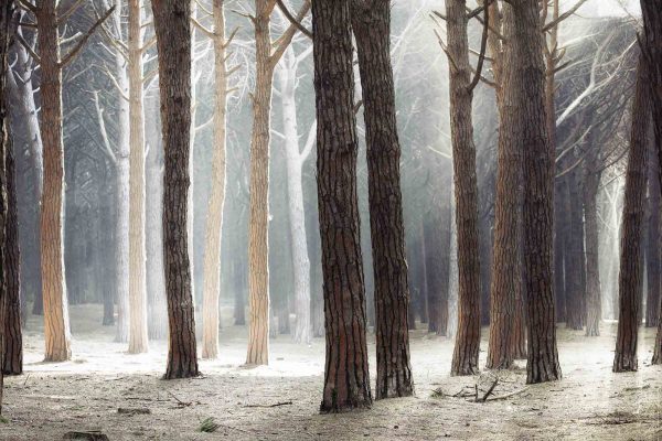 Maritime Pine Tree Forest, Maremma (Tuscany) 12' x 8' (3,66m x 2,44m)