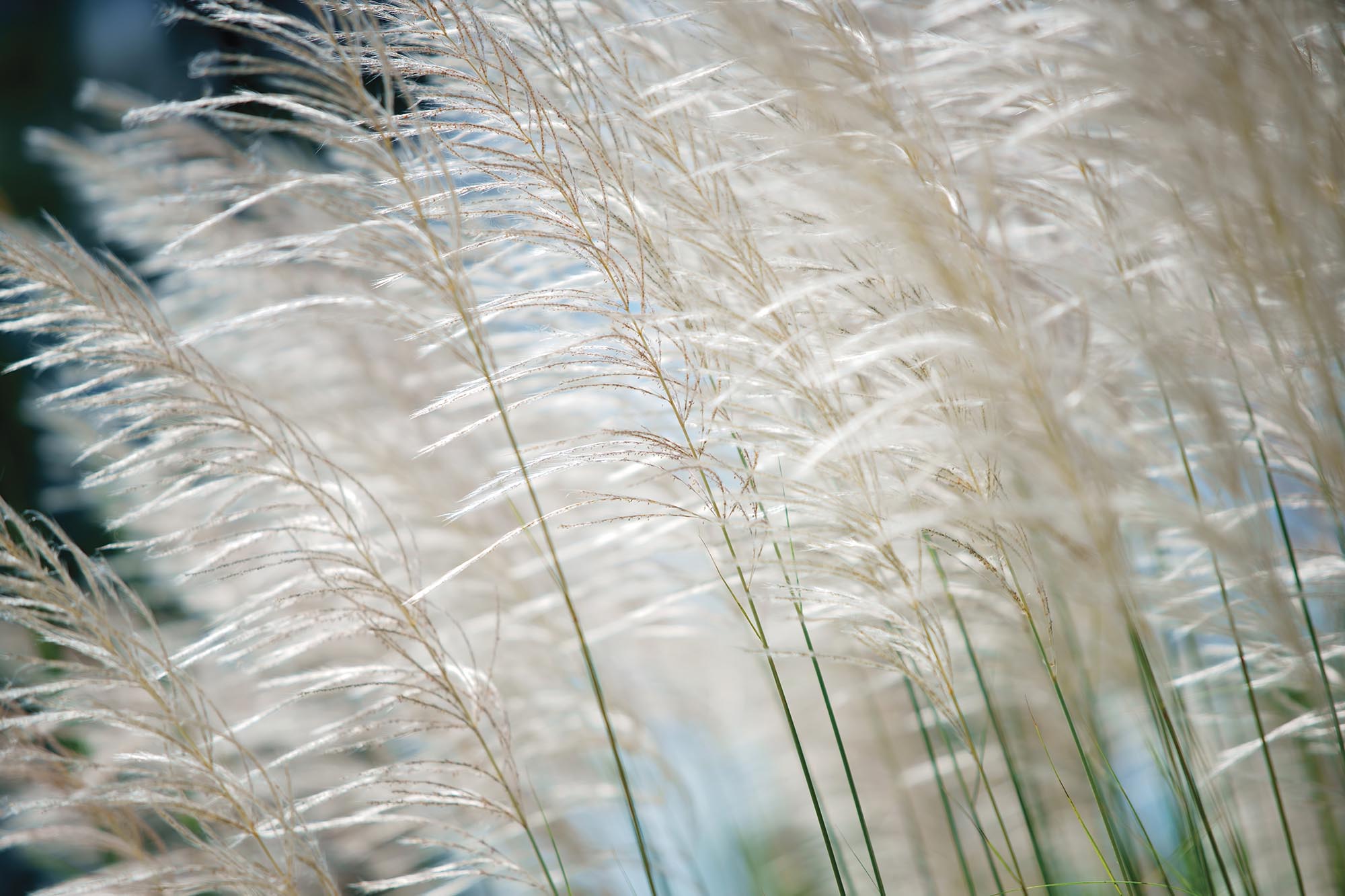 Wallpaper Mural White Reeds in the Wind | Muralunique