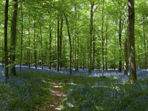 Bluebell Forest 9m wide by 2,75m high