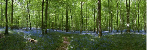 Bluebell Forest 9m wide by 2,75m high