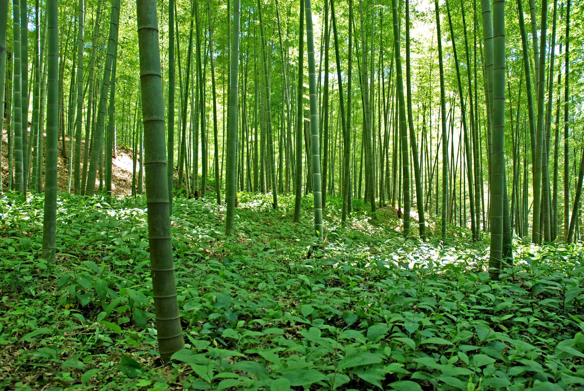Murale en Papier Peint Forêt de Bambou