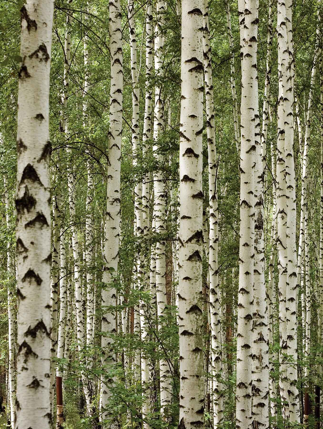 Birch Tree Forest Wallpaper