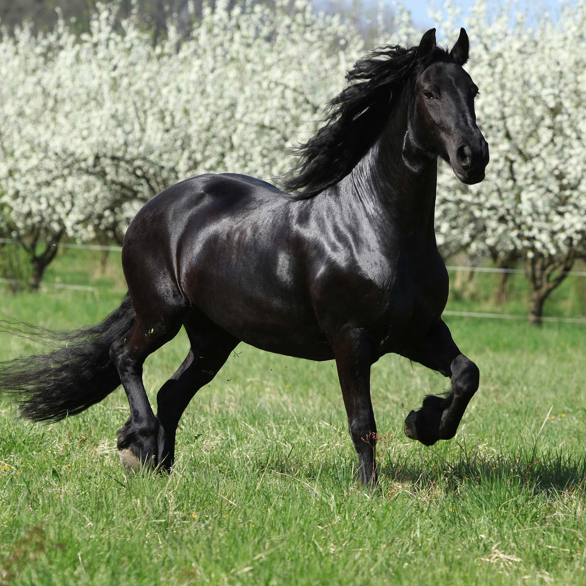 Wallpaper Mural Black Stallion | Muralunique