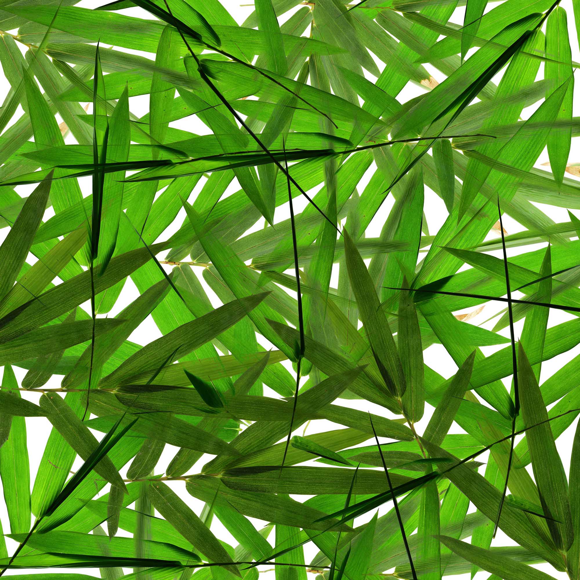 Green Bamboo Leaf Wallpaper Hd - bmp-troll