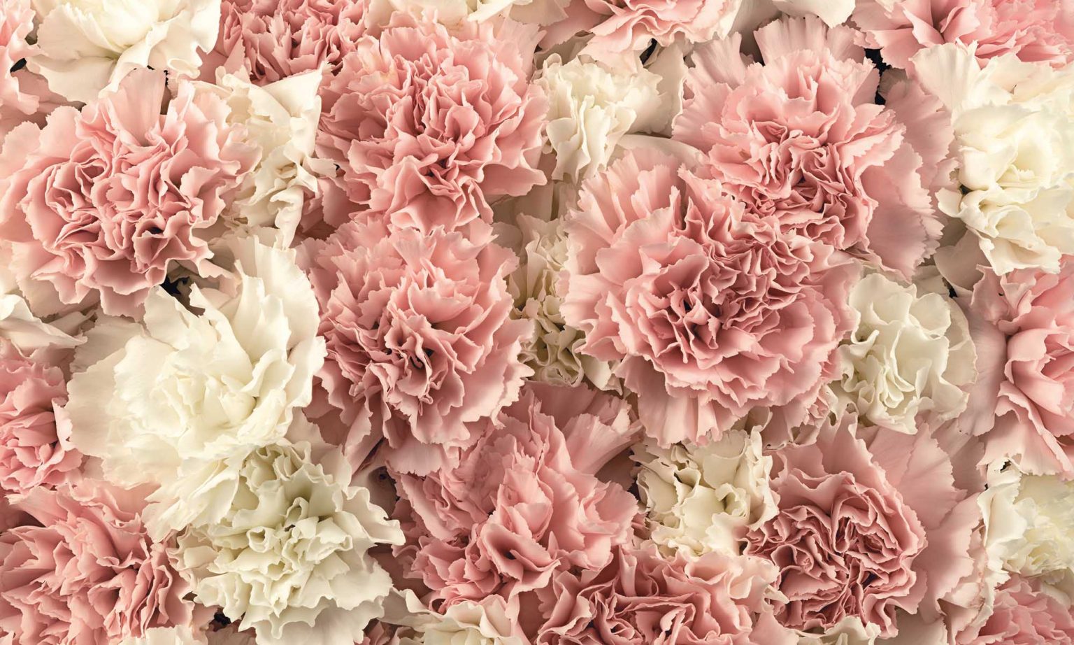 Wallpaper Mural Bouquet of Carnations | Muralunique