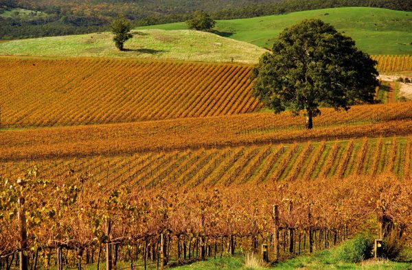 Vineyard in Autumn