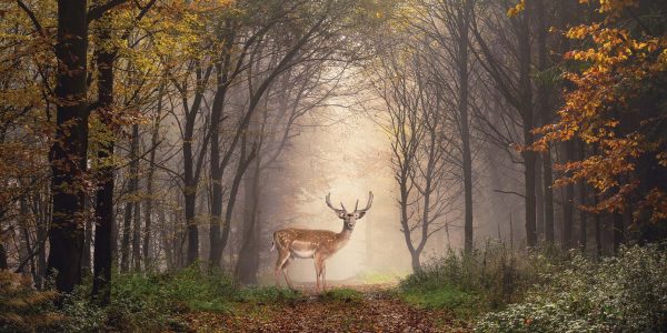 Fallow deer standing in a dreamy misty forest, with beautiful moody light in the middle and framed by darker trees