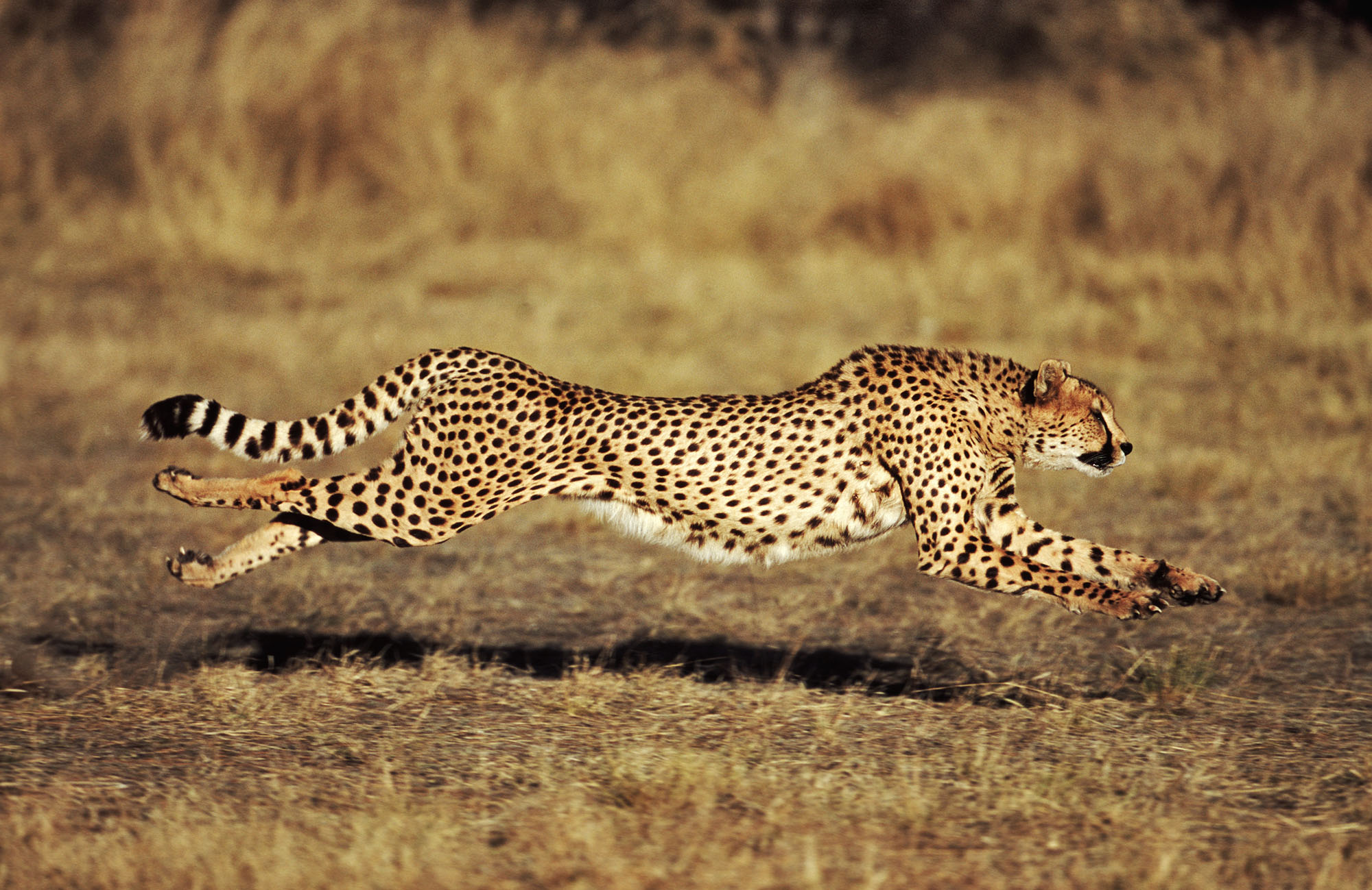 Cheetah running wallpaper