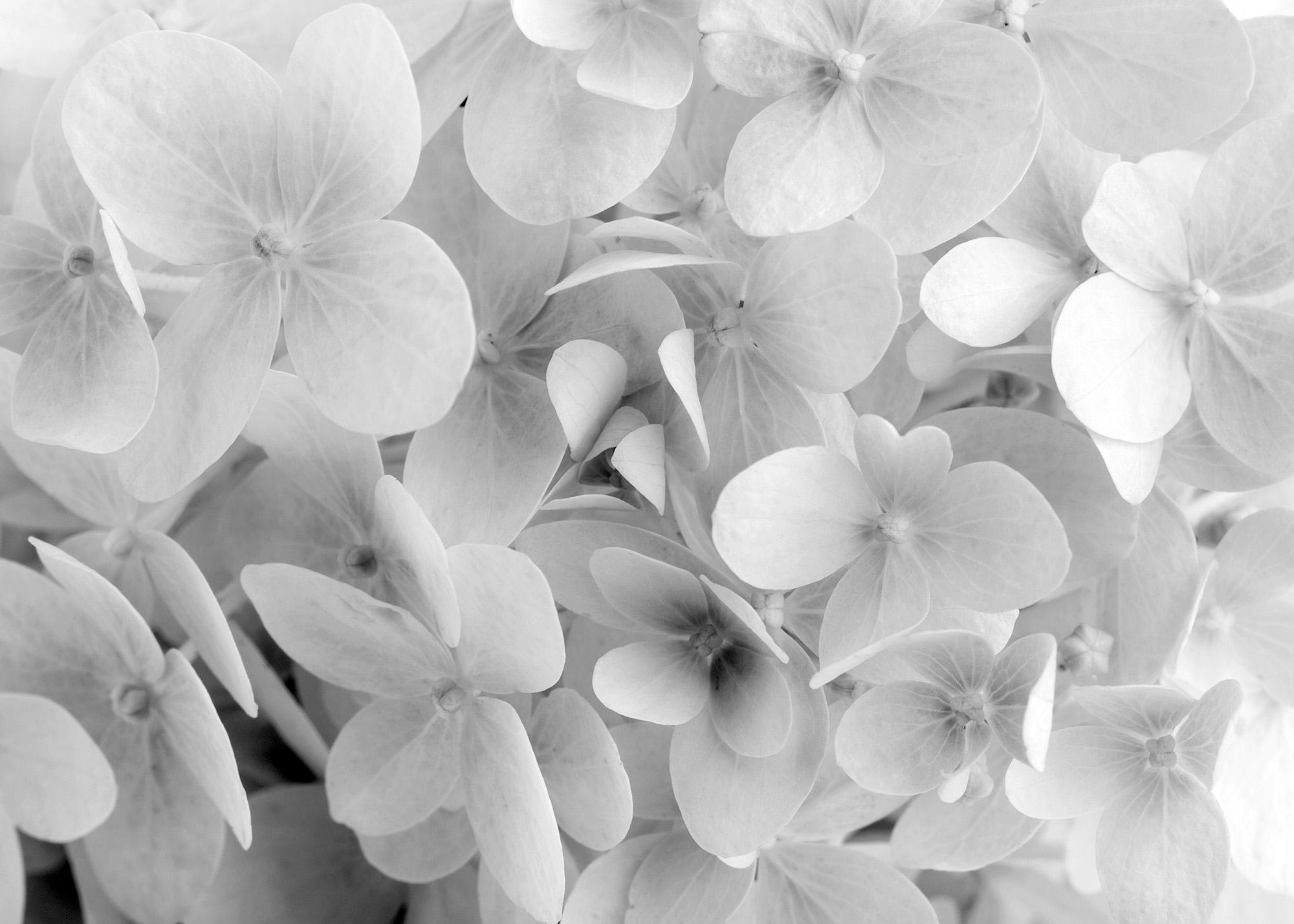 Murale En Papier Peint Fleurs D Hortensia Noir Et Blanc Muralunique