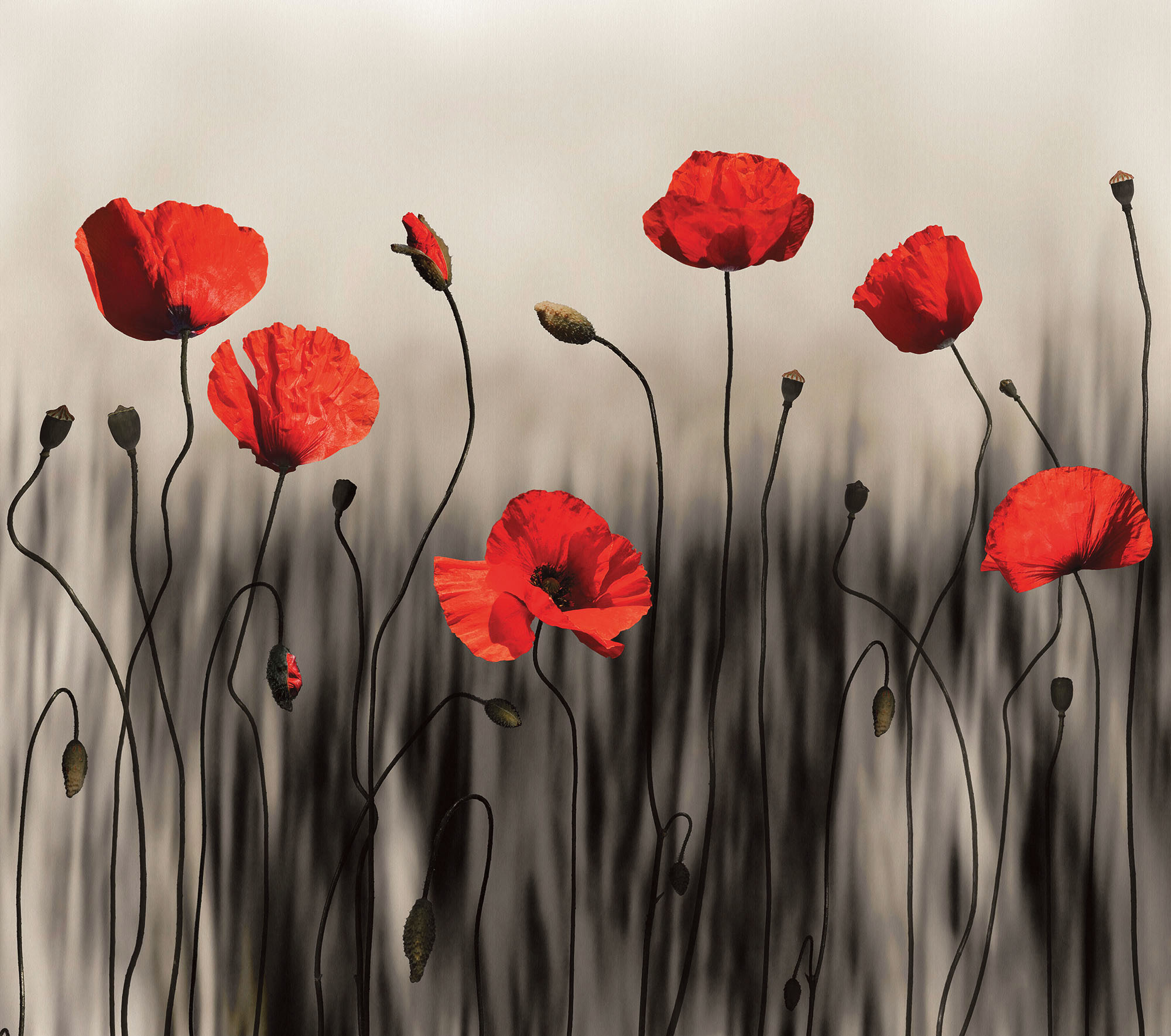 Wallpaper Mural Poppy Art | Muralunique
