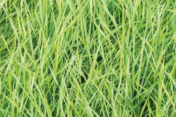 Green Reeds