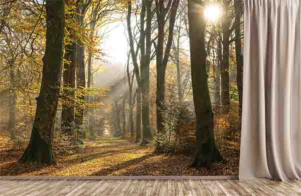 Wallpaper Mural Leafy Trail in Autumn | Muralunique