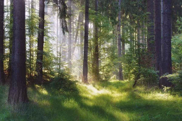 Natural Forest of Spruce Trees, Sunbeams through Fog create mystic Atmosphere