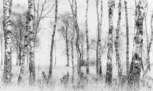 1987_v_birch trees