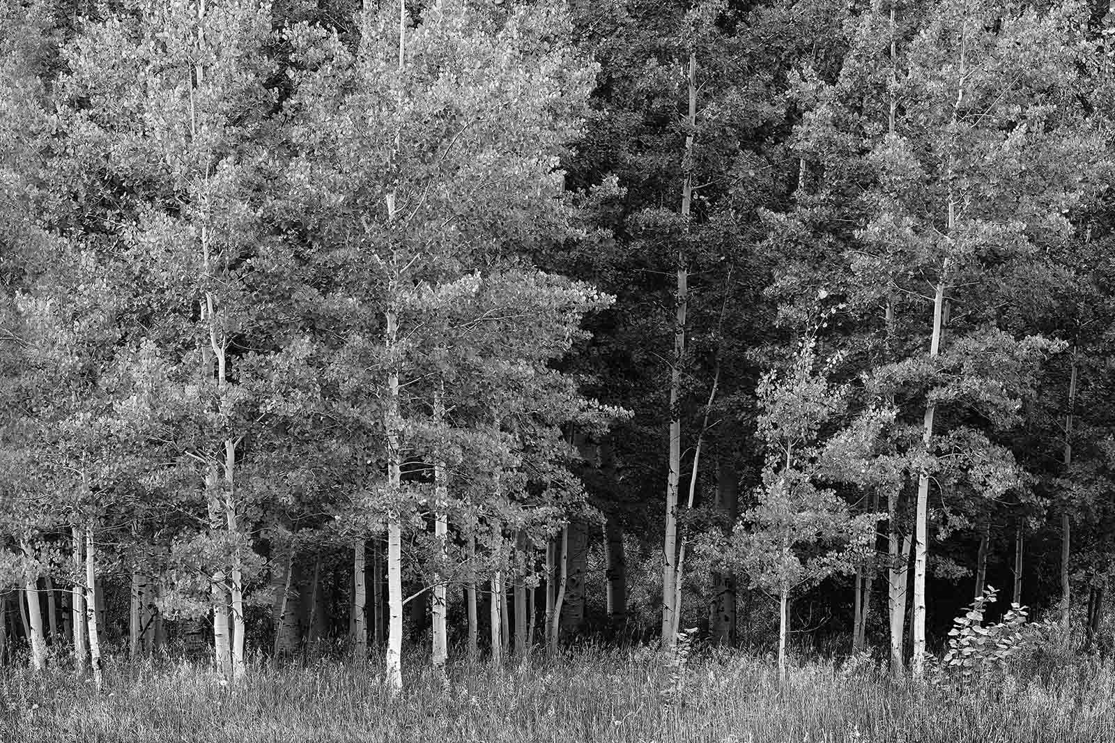 Aspen Trees Wallpaper Black And White 14+ Thousand Bark Aspen