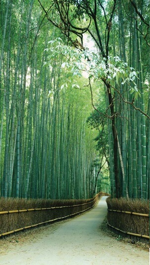 Bamboo Forest Mural