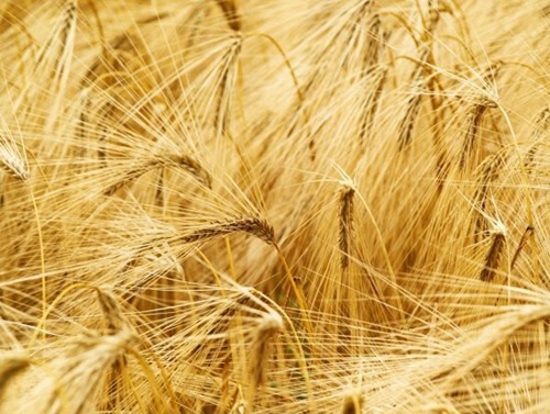 Wheat Field Wall Mural