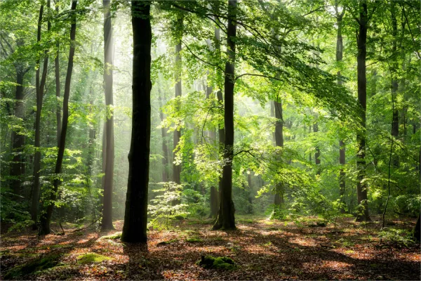 Lueur de la Forêt Enchantée
