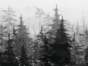 Sapins noirs et blancs