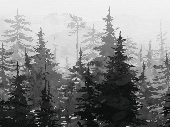 Sapins noirs et blancs