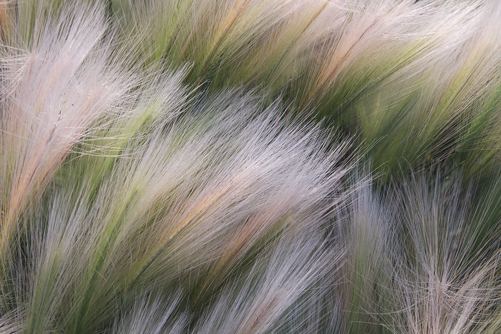 Danse Végétale – Image 2