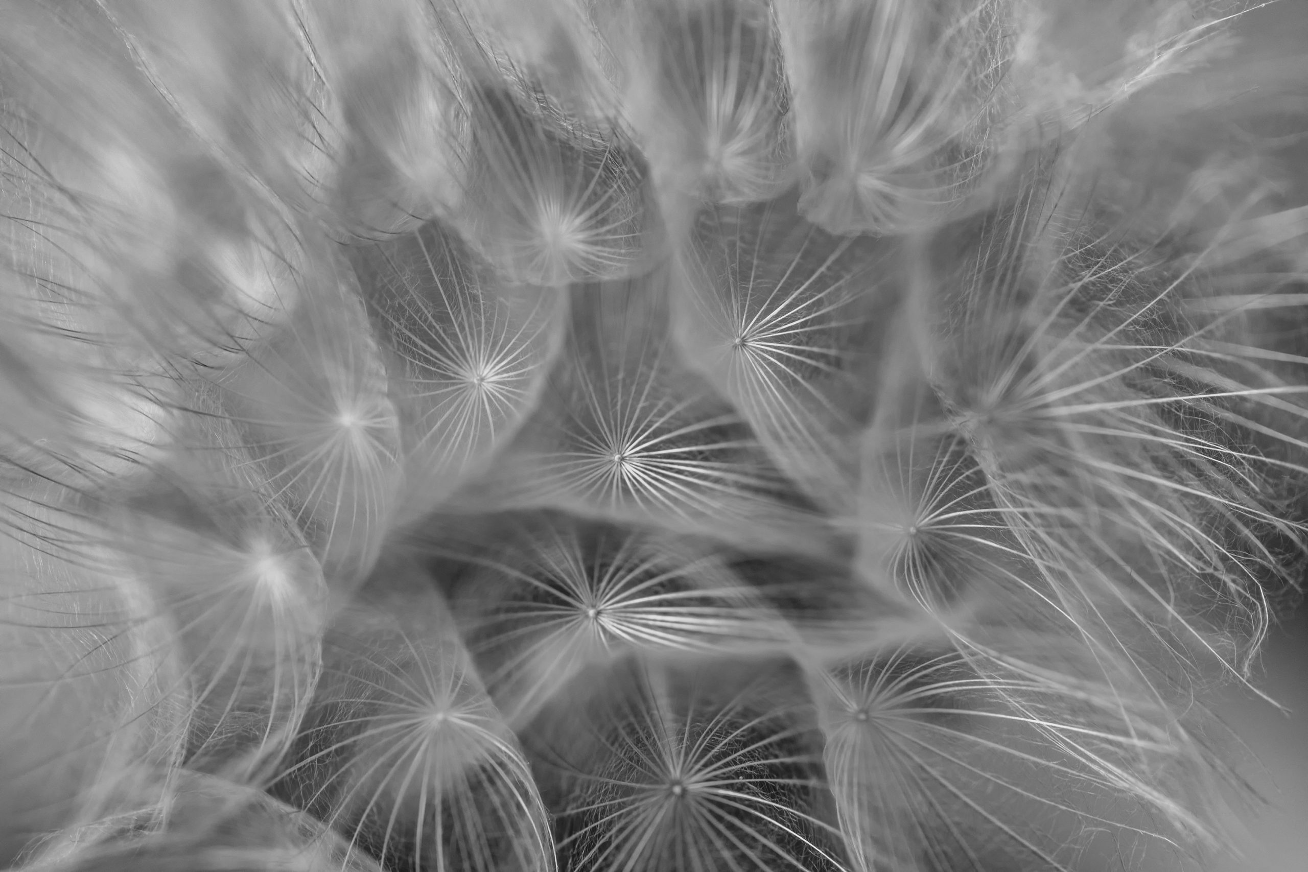 Murmure Végétal - noir et blanc – Image 2