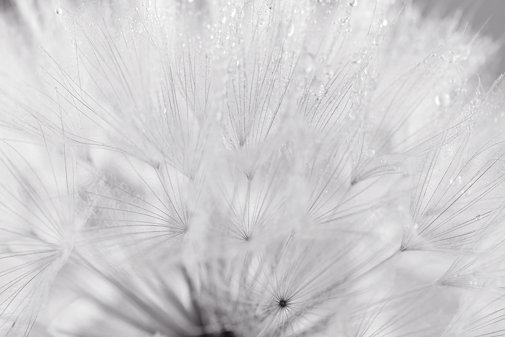 Soie de pissenlit - noir et blanc – Image 2