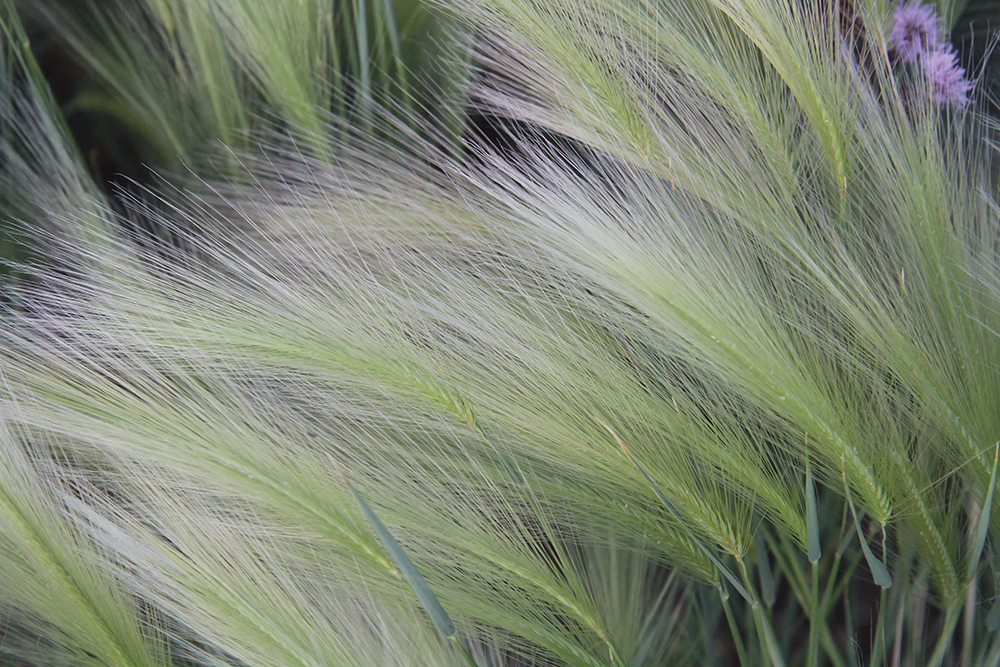 Souffle Vert – Image 2